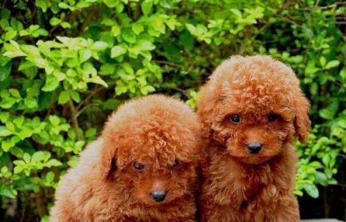 全面指南，如何饲养老年泰迪幼犬，精选狗粮与实用建议