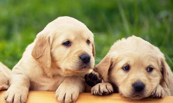 如何养老年泰迪幼犬狗粮，全面指南与实用建议