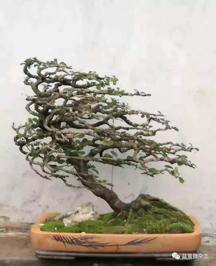 小品类金奖，探寻喜剧艺术的双重荣光